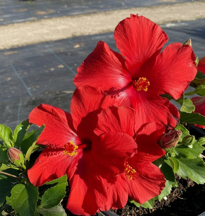 Hollywood Hibiscus® First to Arrive™ - 9" Self-Watering Pot