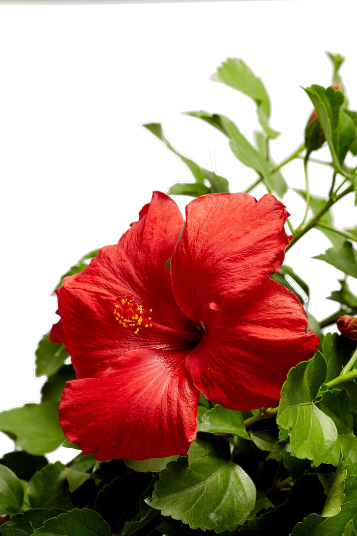 Hollywood Hibiscus® First to Arrive™ - 9" Self-Watering Pot