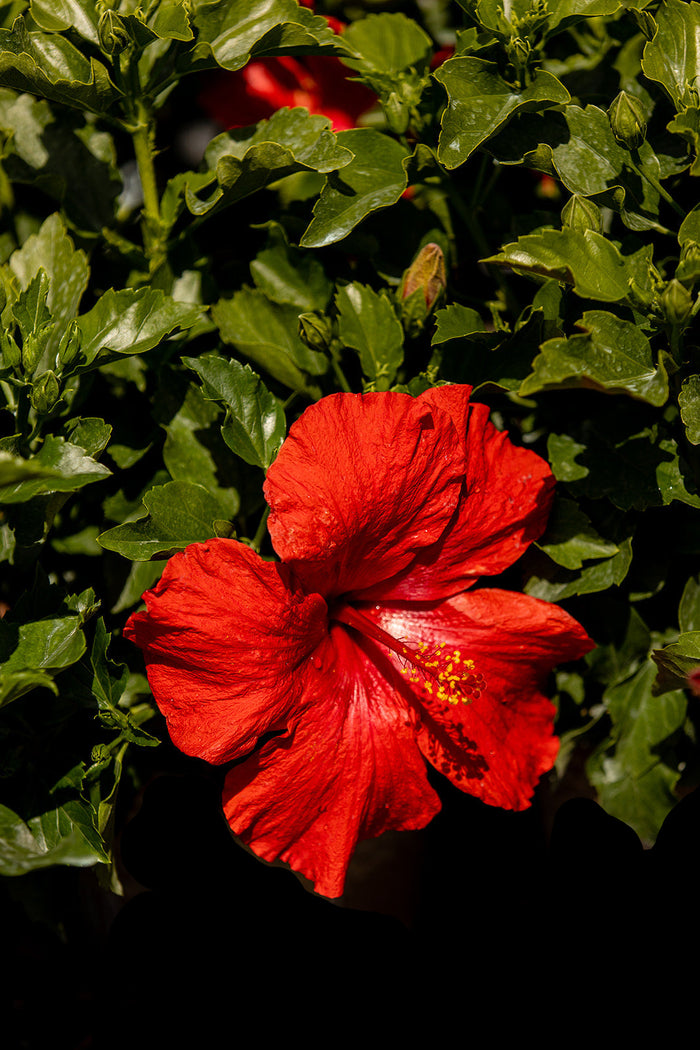 Hollywood Hibiscus® First to Arrive™ - 9" Self-Watering Pot