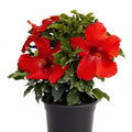 Hollywood Hibiscus® First to Arrive™- 1 Gallon
