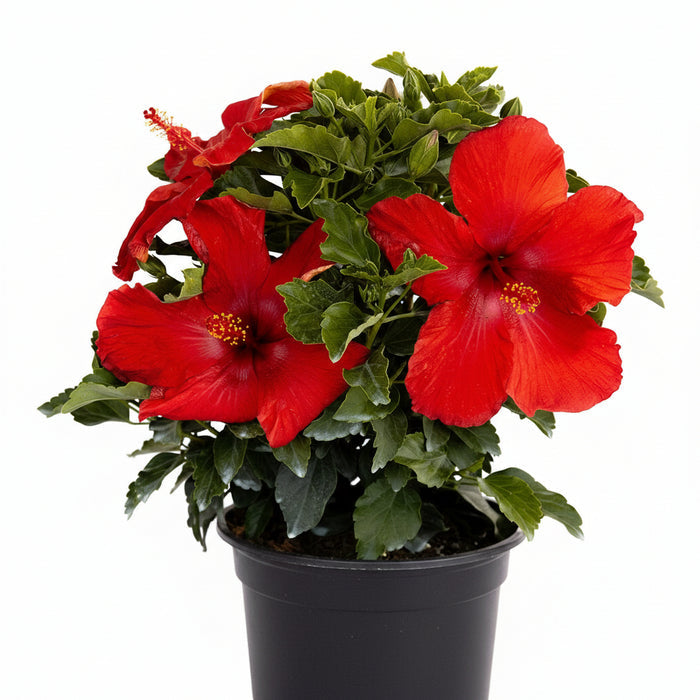 Hollywood Hibiscus® First to Arrive™- 1 Gallon