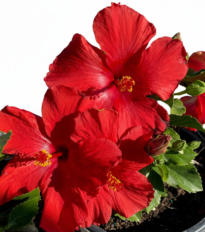 Hollywood Hibiscus® First to Arrive™- 1 Gallon