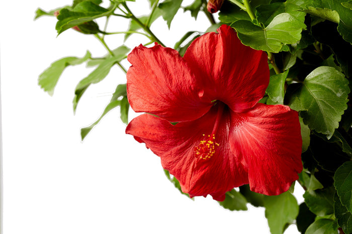 Hollywood Hibiscus® First to Arrive™- 1 Gallon