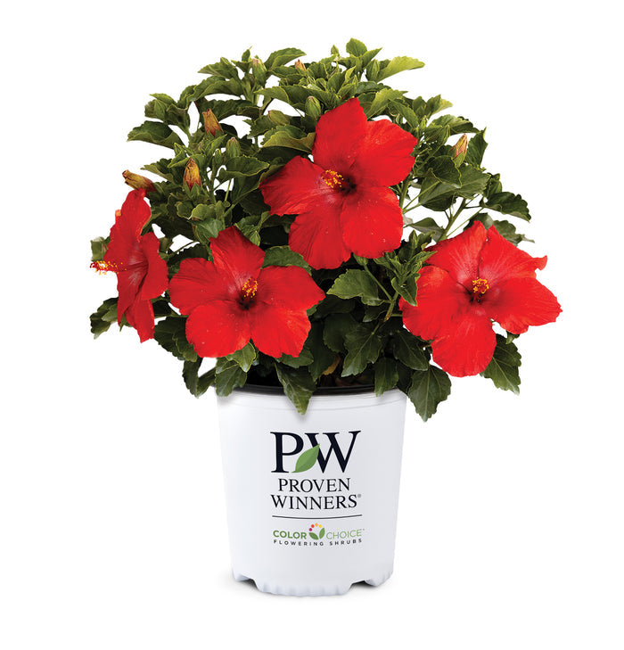 Hollywood Hibiscus® First to Arrive™- 2 Gallon
