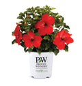 Hollywood Hibiscus® First to Arrive™- 2 Gallon