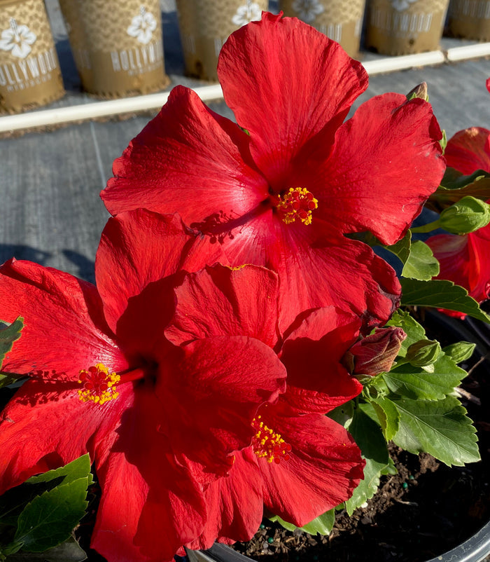 Hollywood Hibiscus® First to Arrive™- 2 Gallon