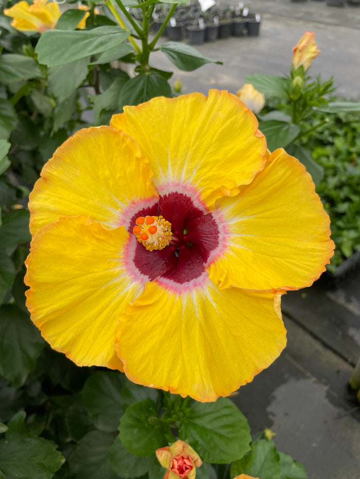 Hollywood Hibiscus® Golden Globe™ - 1 Gallon