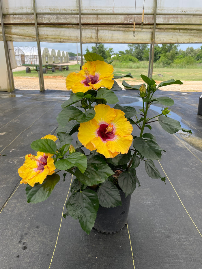 Hollywood Hibiscus® Golden Globe™ - 1 Gallon