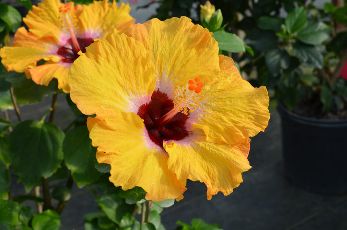 Hollywood Hibiscus® Golden Globe™ - 2 Gallon