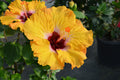 Hollywood Hibiscus® Golden Globe™ - 9" Self-Watering Pot