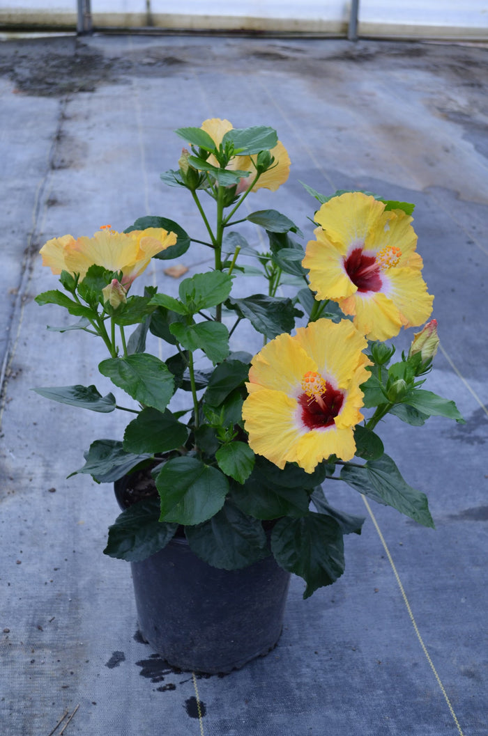 Hollywood Hibiscus® Golden Globe™ - 9" Self-Watering Pot