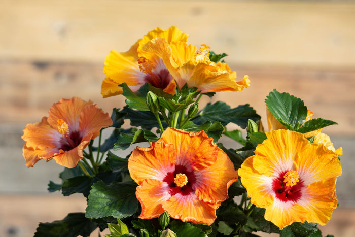 Hollywood Hibiscus® Heartthrob™ - 9" Self-Watering Pot