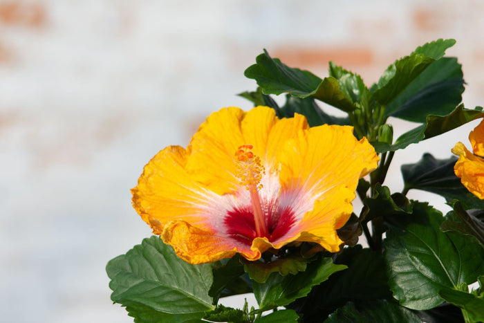 Hollywood Hibiscus® Heartthrob™ - 9" Self-Watering Pot