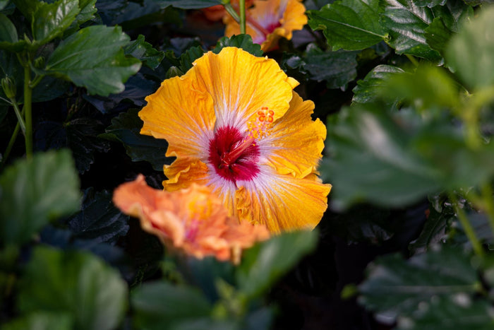 Hollywood Hibiscus® Heartthrob™ - 9" Self-Watering Pot
