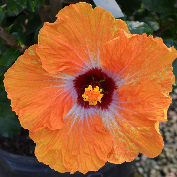 Hollywood Hibiscus® Heartthrob™ - 9" Self-Watering Pot