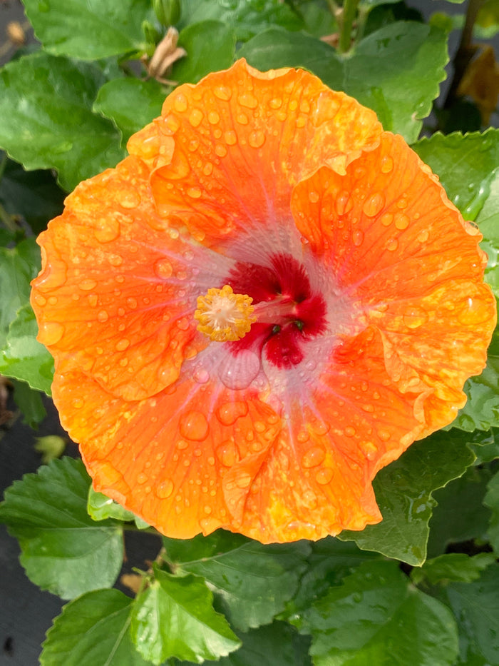 Hollywood Hibiscus® Heartthrob™ - 9" Self-Watering Pot