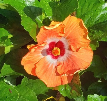 Hollywood Hibiscus® Heartthrob™ - 9" Self-Watering Pot