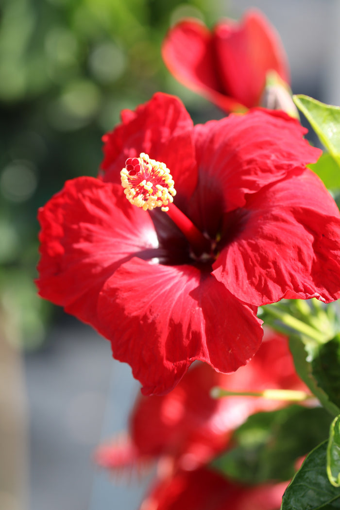 Hollywood Hibiscus® Hot Shot™ - 2 Gallon