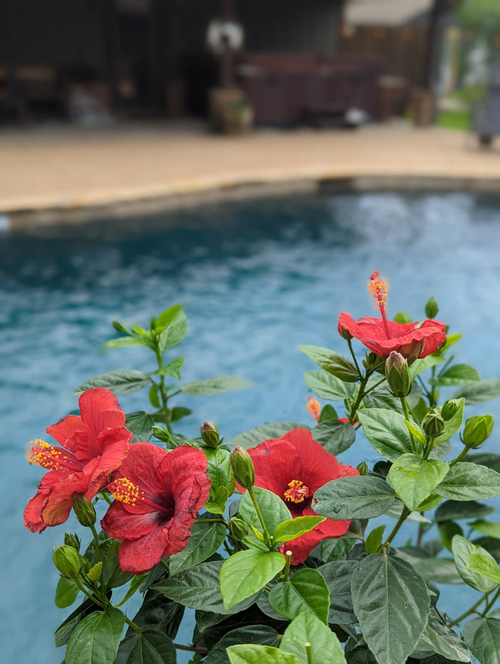 Hollywood Hibiscus® Hot Shot™ - 2 Gallon