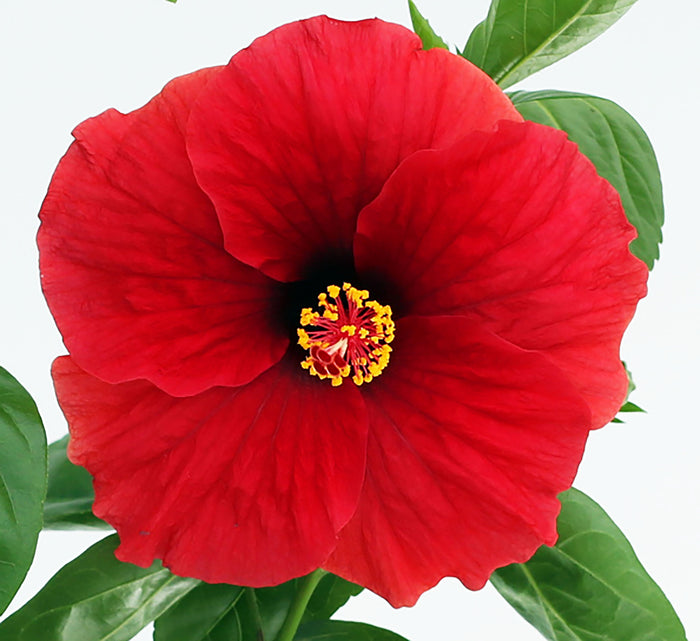 Hollywood Hibiscus® Hot Shot™ - 2 Gallon