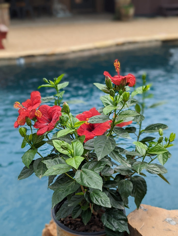 Hollywood Hibiscus® Hot Shot™ - 2 Gallon
