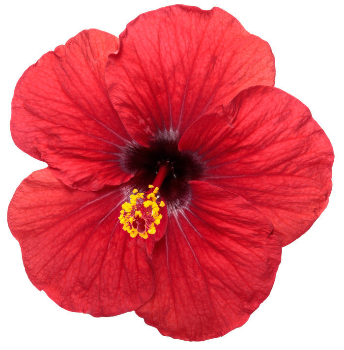 Hollywood Hibiscus® Hot Shot™ - 2 Gallon