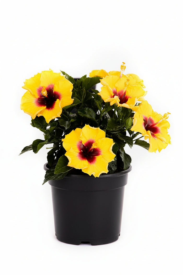 Hollywood Hibiscus® Rico Suave™ - 1 Gallon