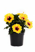 Hollywood Hibiscus® Rico Suave™ - 1 Gallon