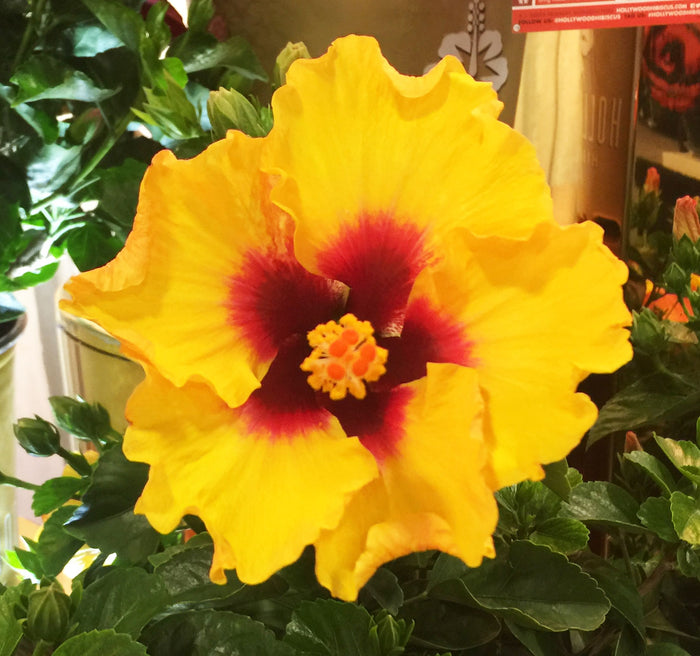 Hollywood Hibiscus® Rico Suave™ - 1 Gallon