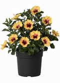 Hollywood Hibiscus® Rico Suave™ - 2 Gallon