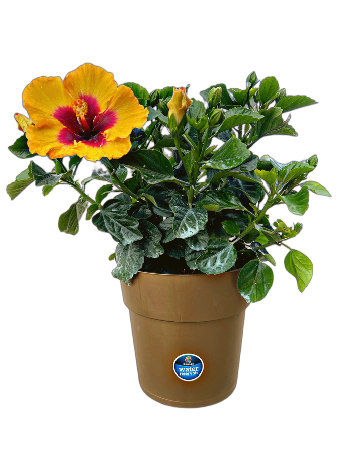 Hollywood Hibiscus® Rico Suave™ - 9" Self-Watering Pot