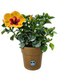 Hollywood Hibiscus® Rico Suave™ - 9" Self-Watering Pot