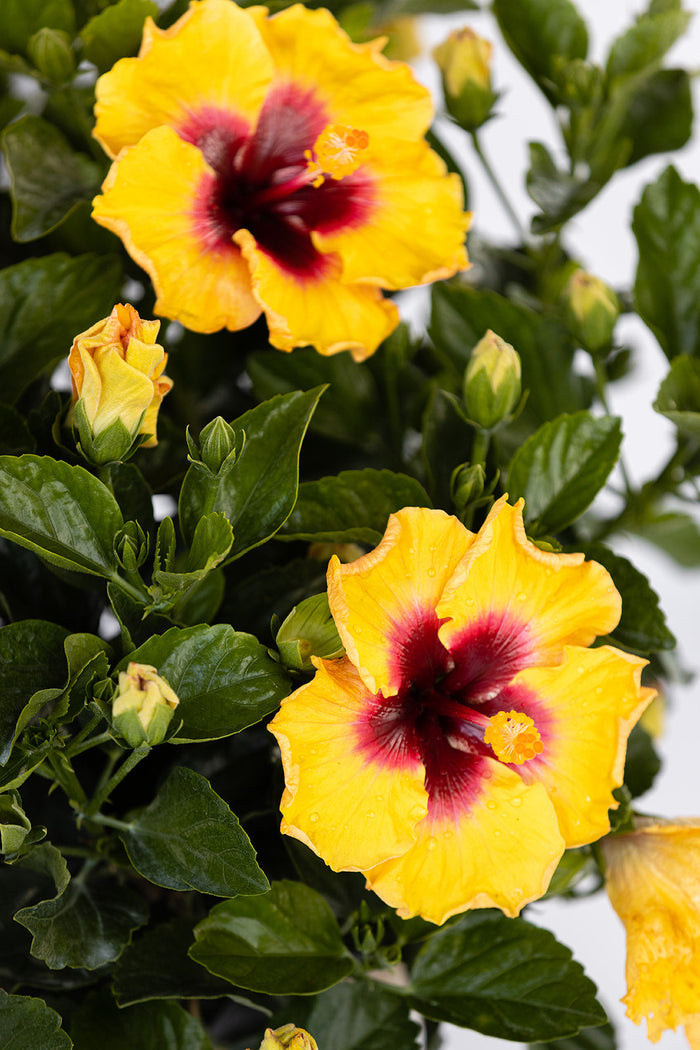 Hollywood Hibiscus® Rico Suave™ - 9" Self-Watering Pot