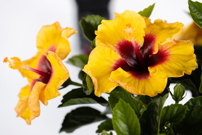 Hollywood Hibiscus® Rico Suave™ - 9" Self-Watering Pot