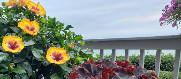 Hollywood Hibiscus® Rico Suave™ - 9" Self-Watering Pot