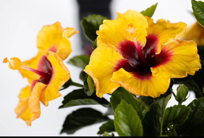 Hollywood Hibiscus® Rico Suave™ - Quart