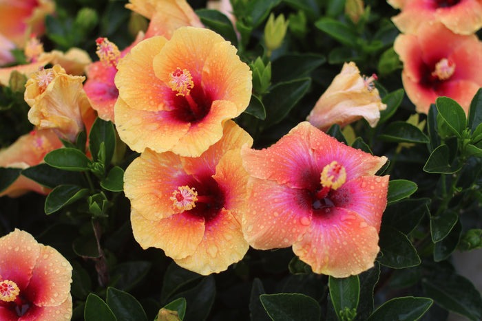 Hollywood Hibiscus® Social Butterfly™ - 1 Gallon