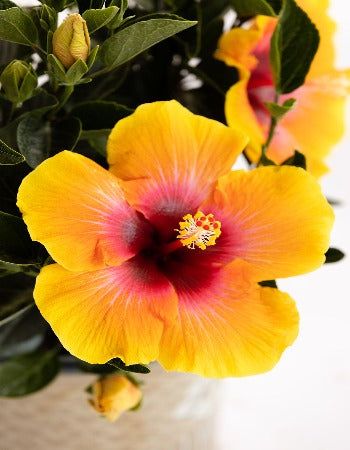 Hollywood Hibiscus® Social Butterfly™ - 1 Gallon