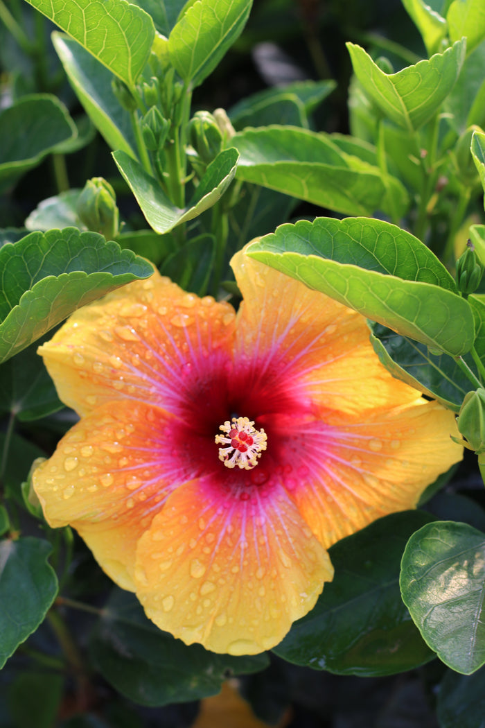 Hollywood Hibiscus® Social Butterfly™ - 1 Gallon
