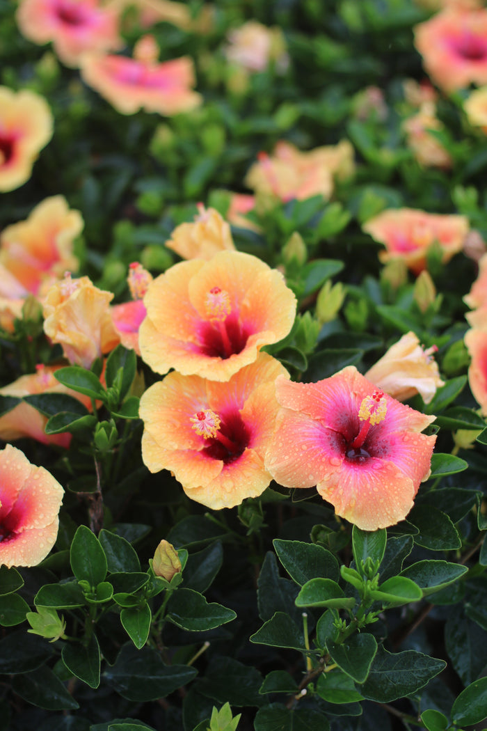 Hollywood Hibiscus® Social Butterfly™ - 1 Gallon