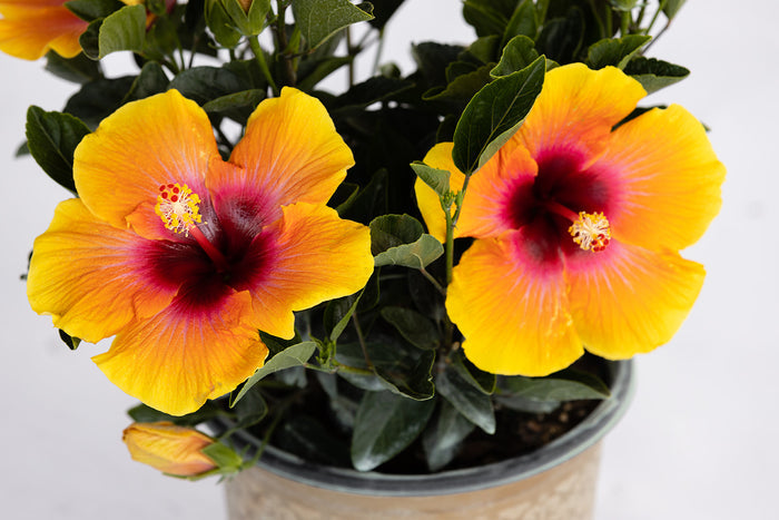 Hollywood Hibiscus® Social Butterfly™ - 1 Gallon