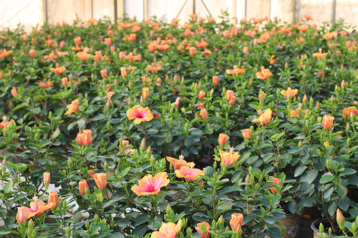 Hollywood Hibiscus® Social Butterfly™ - 1 Gallon