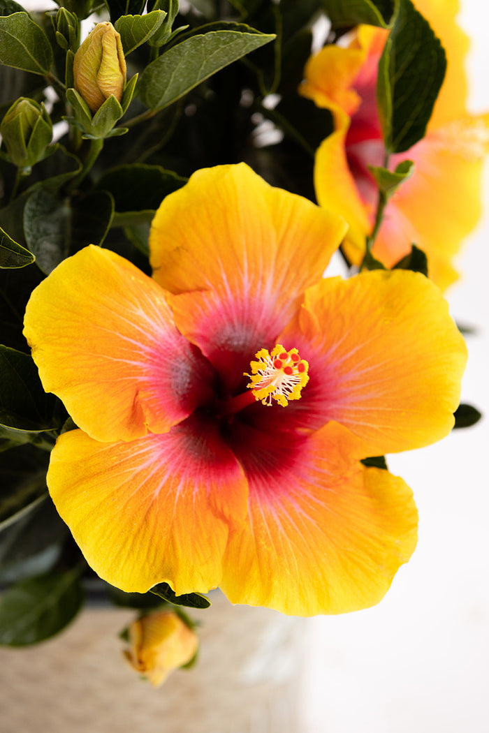 Hollywood Hibiscus® Social Butterfly™ - 2 Gallon