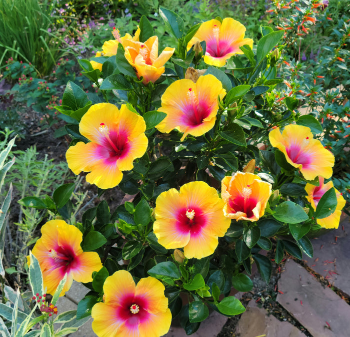 Hollywood Hibiscus® Social Butterfly™ - 9" Self-Watering Pot
