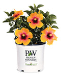 This is a 2 Gallon potted hibiscus