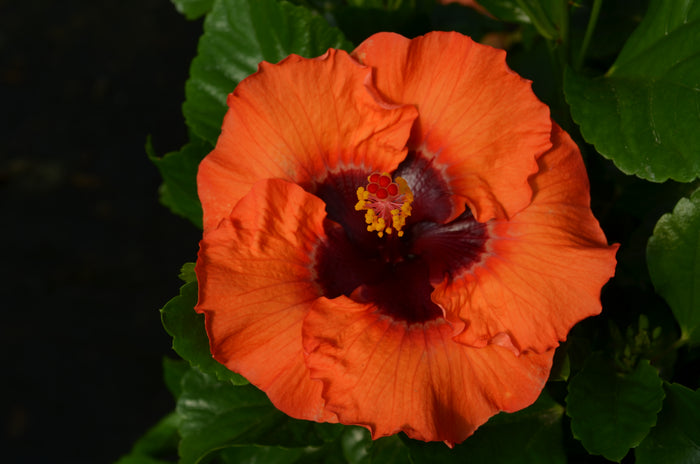 Hollywood Hibiscus® Sunset Boulevard™ - 1 Gallon