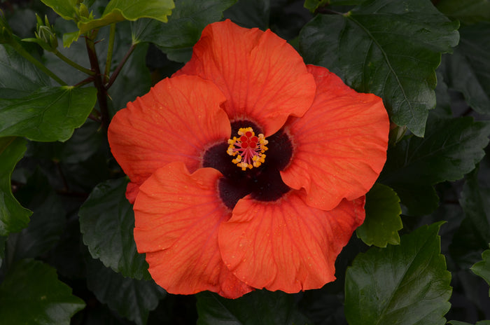 Hollywood Hibiscus® Sunset Boulevard™ - 1 Gallon