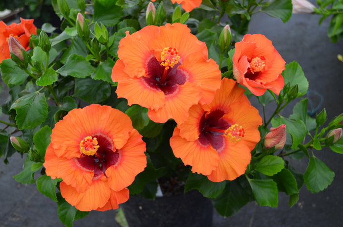 Hollywood Hibiscus® Sunset Boulevard™ - 1 Gallon