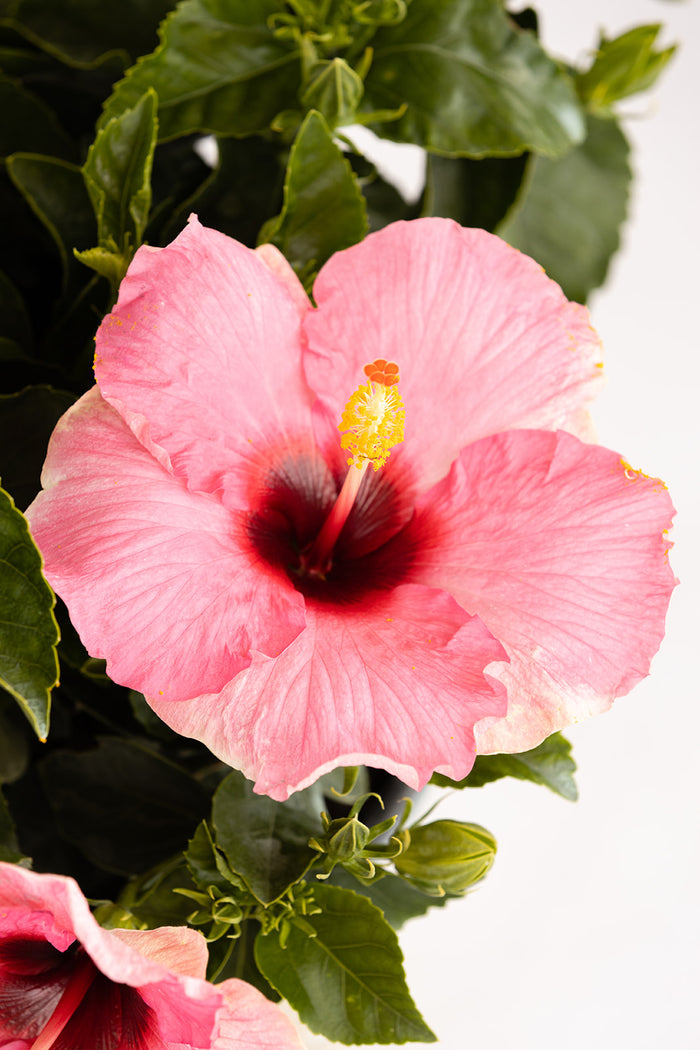 Hollywood Hibiscus® Talk of the Town™ - 2 Gallon