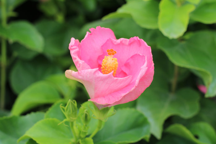 Hollywood Hibiscus® Talk of the Town™ - 2 Gallon